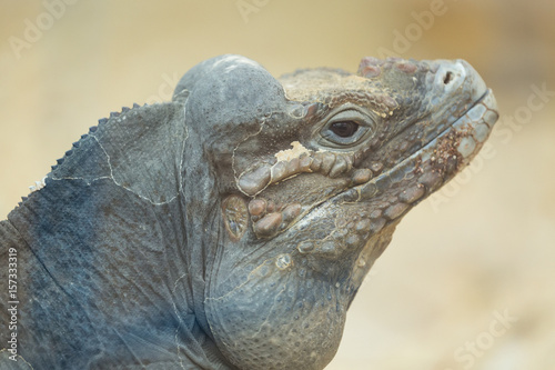 Close up portrait of head of a rhinoceros iguana