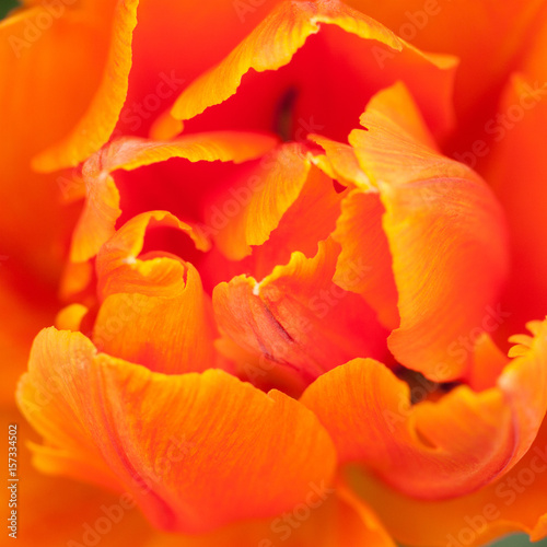 Petals of a fluffy bright orange tulip  background  macro