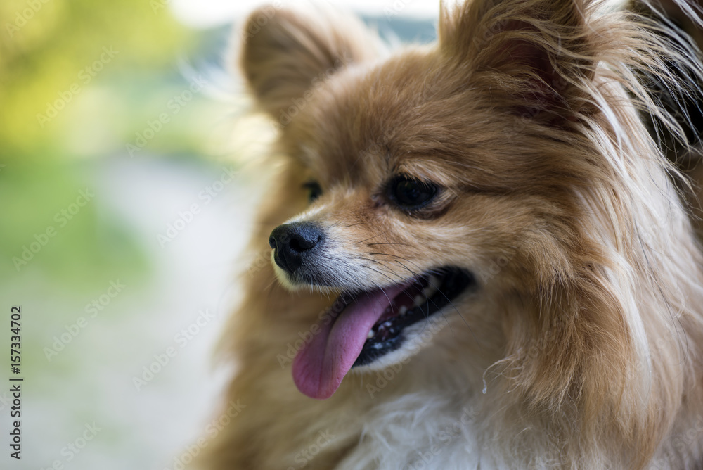 Volpino StockFoto Adobe Stock