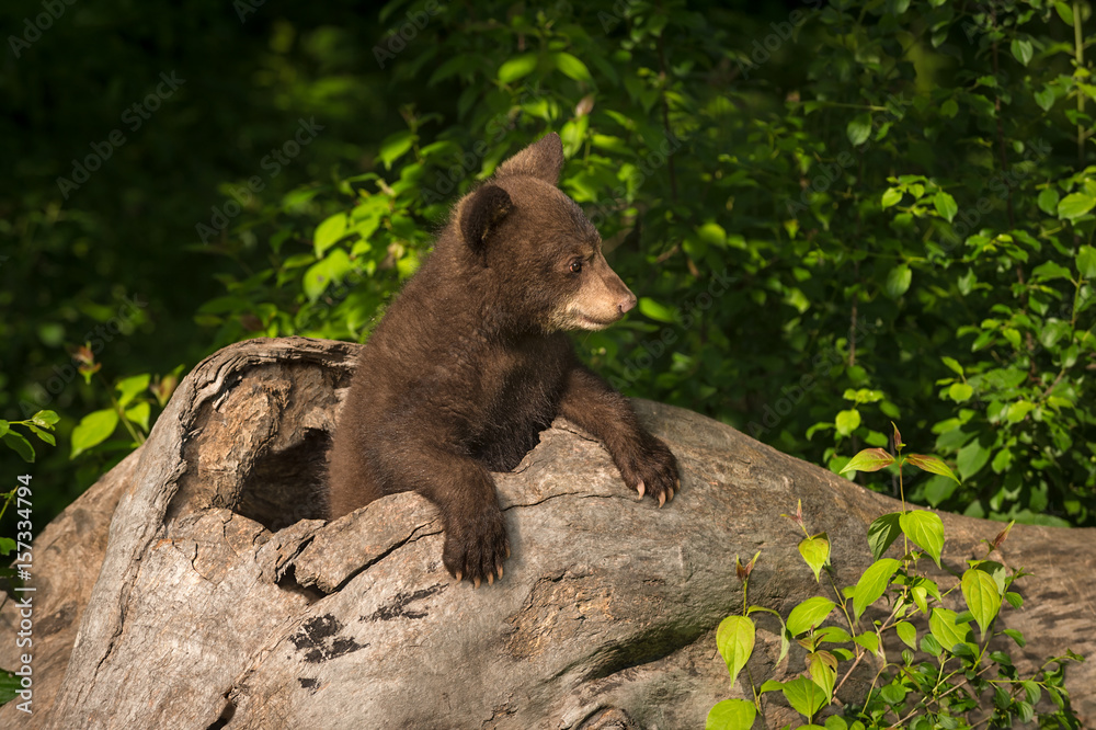 Fototapeta premium Black Bear Cub (Ursus americanus) Looks Right From Log