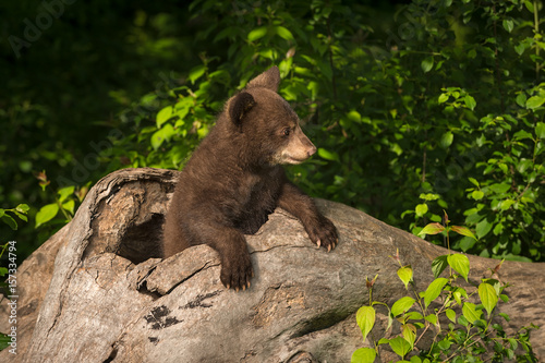 Black Bear Cub (Ursus americanus) Looks Right From Log