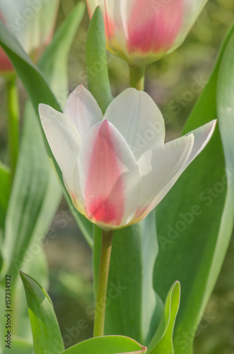 Beautiful flower of tulipa  greigii Mary Ann