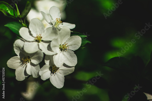 the apple tree flowers in the summer day