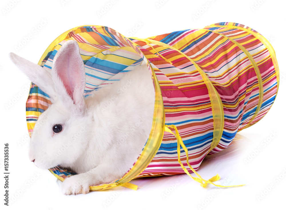 Fototapeta premium rabbit playing in tunnel