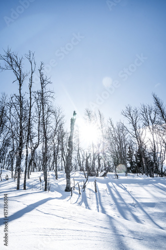 Winter in East Norway photo