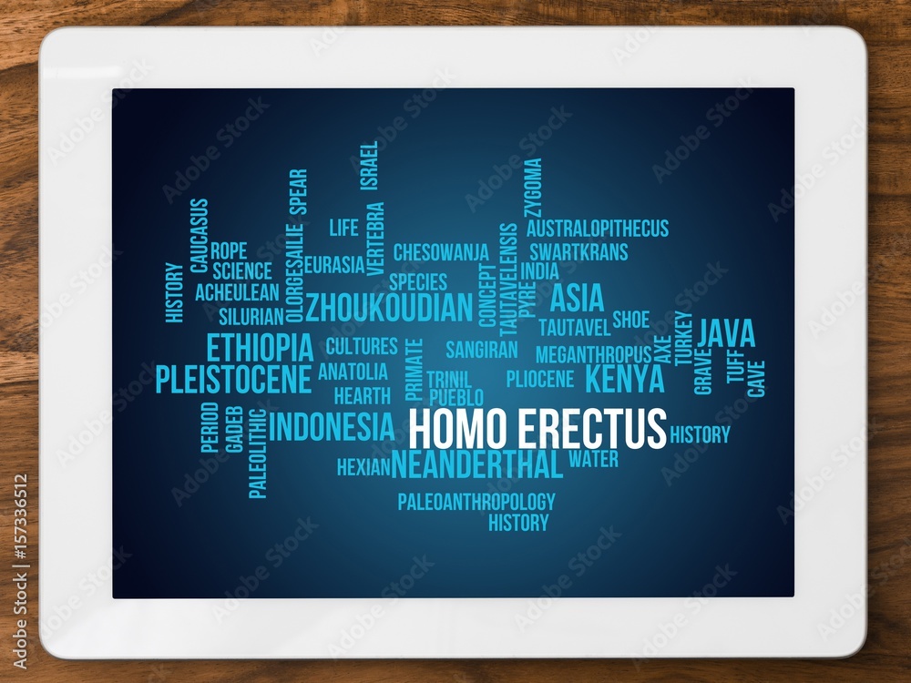 Homo erectus