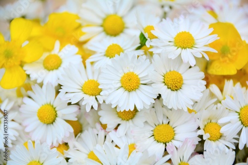 Fototapeta Naklejka Na Ścianę i Meble -  Grußkarte - Blumenstrauß Gänseblümchen