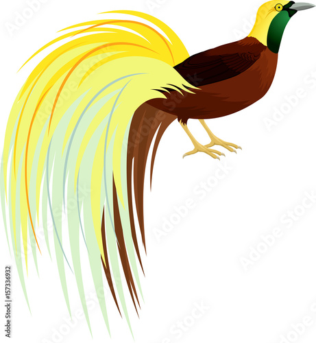 Vector Lesser Bird of Paradise or Paradisaea minor. Beautiful bird of Papua New Guinea.