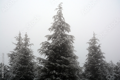 Fog and frost in the nature