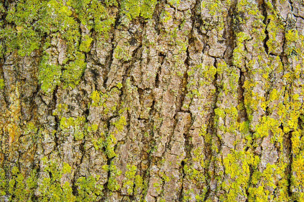 Baumrinde mit Flechte Baumrinde mit Flechte