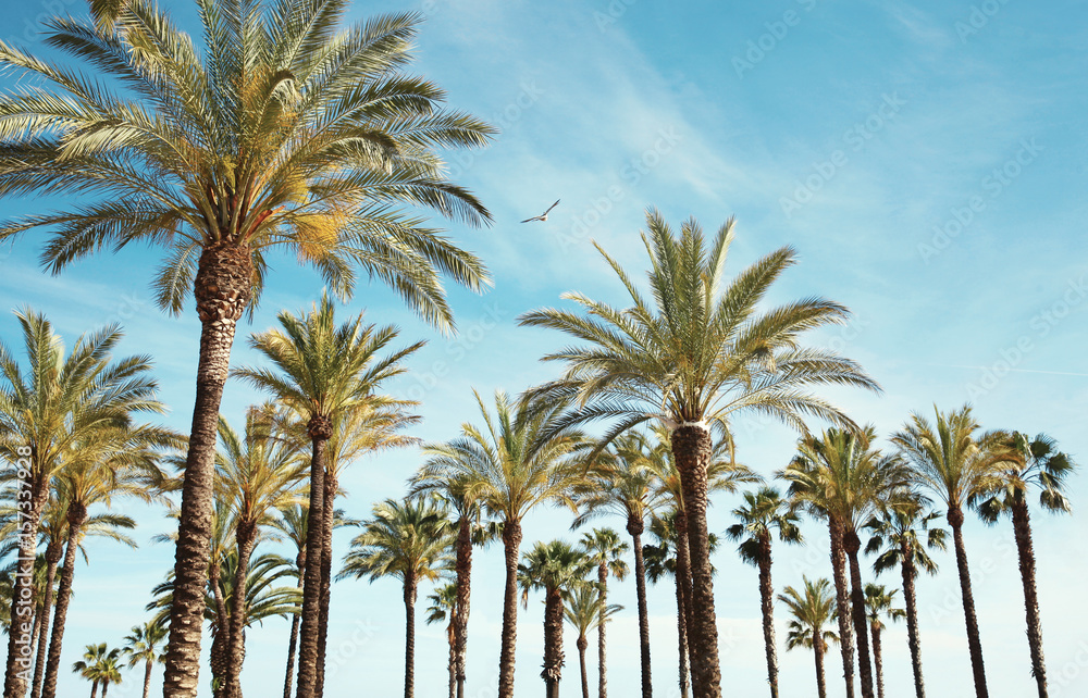 Travel, tourism, vacation, nature and summer holidays concept - palm trees over a blue sky background amazing landscape Travel, tourism, vacation, nature and summer holidays concept - palm trees over a blue sky background amazing landscape