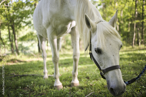 White Horse Grazing in a Rural Virginia Forest