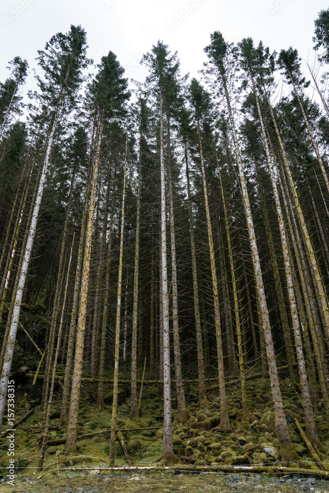 Obraz premium Forest in Norway