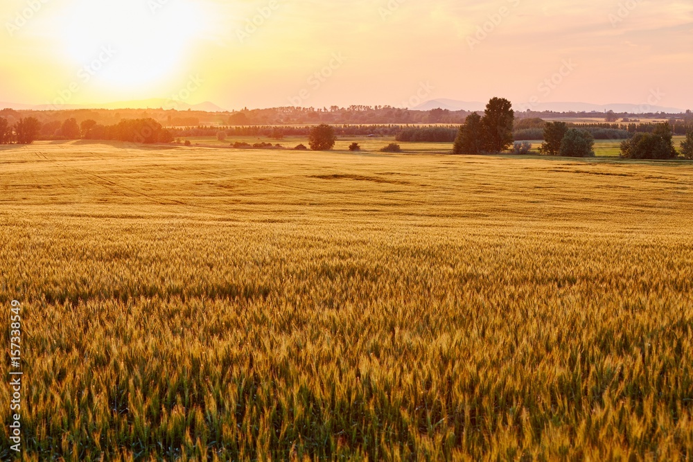 Obraz premium Wheat field detail