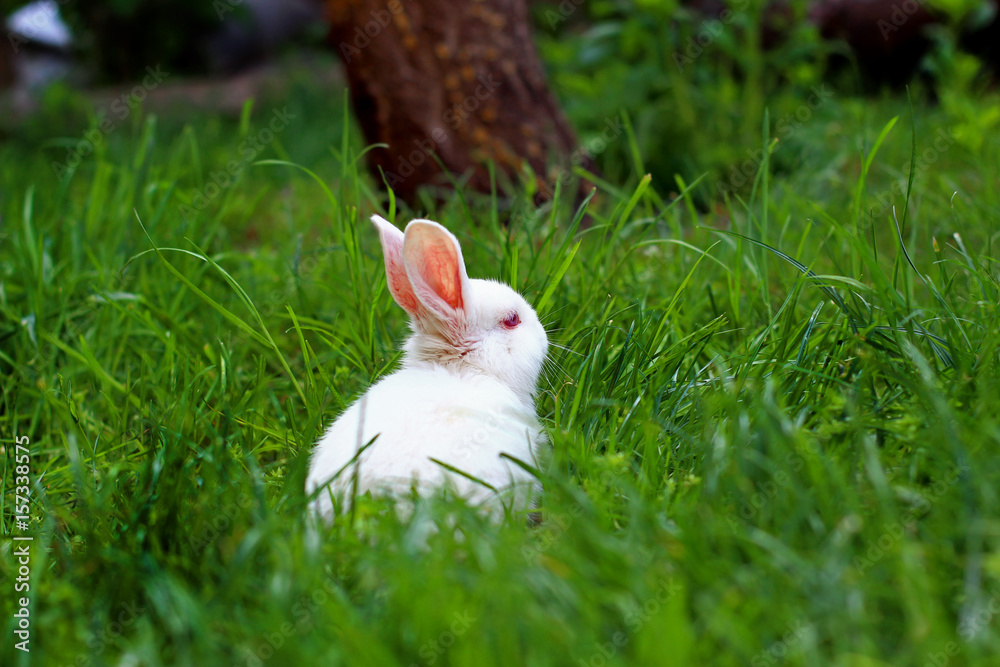 Fototapeta premium Little white rabbit in to the woods