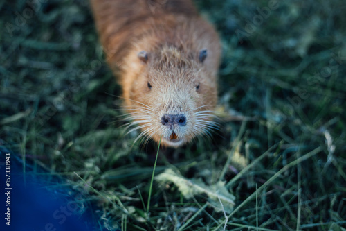Portrait of a charming sniffing nutria, sitting in the grass © Oksana