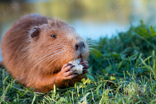Portrait of a charming sniffing nutria, sitting in the grass