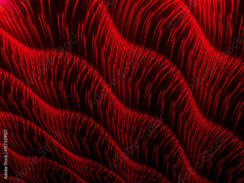 Foto Scarlet Wavy Fur Background  - Fractal Art