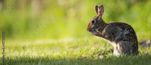 Hare.