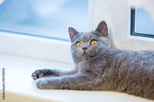 British cat lying on the windowsill