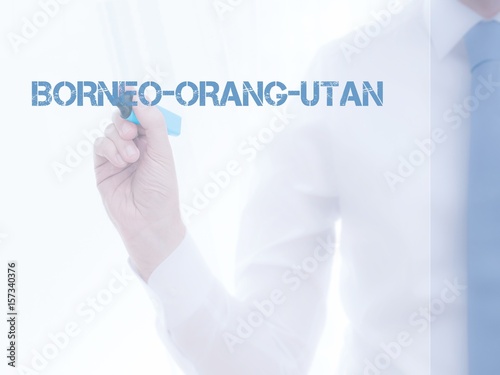 Borneo-Orang-Utan