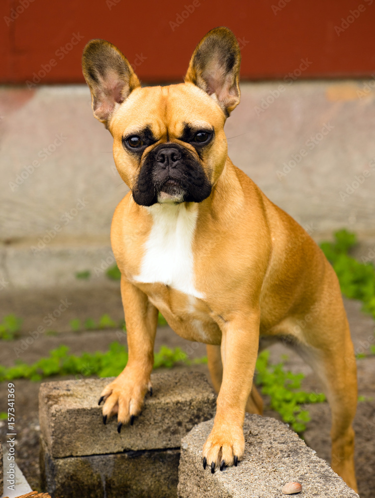French Bulldog Pure Breed Canine Dog Animal Frenchie