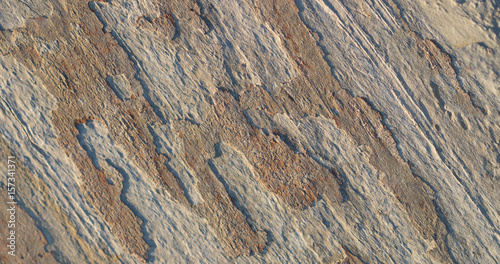 fossil stone background