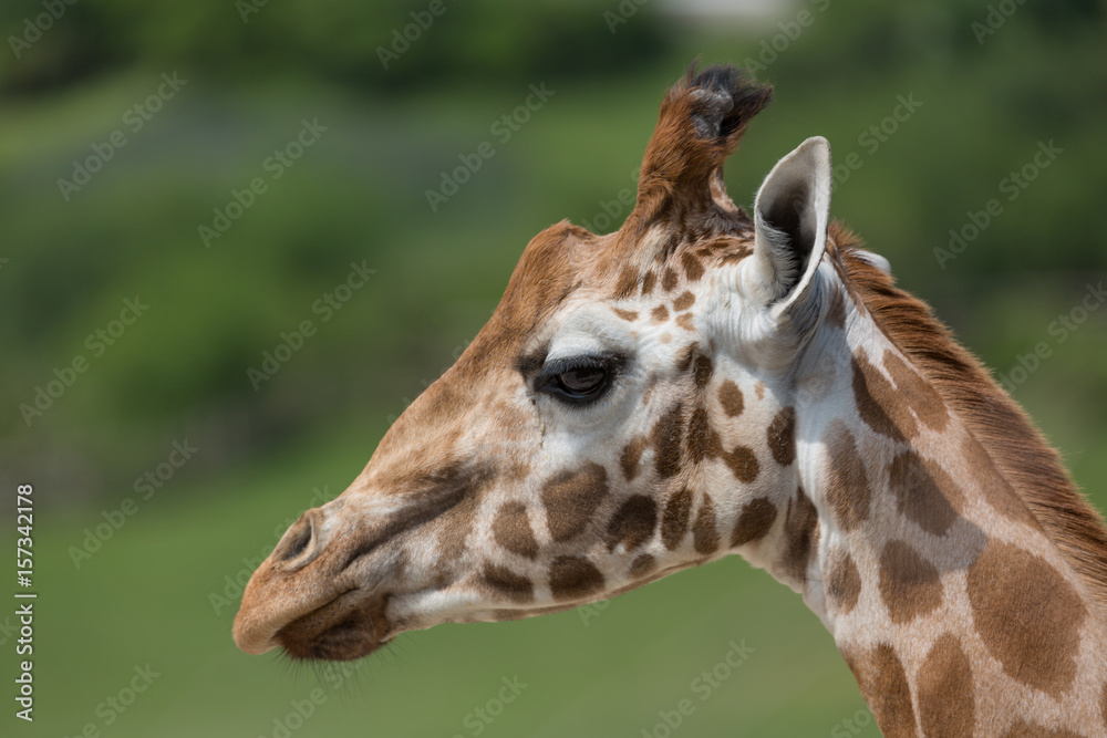 Close-up portrait of a giraffe head Giraffa Camelopardalis with green blurry background Close-up portrait of a giraffe head Giraffa Camelopardalis with green blurry background
