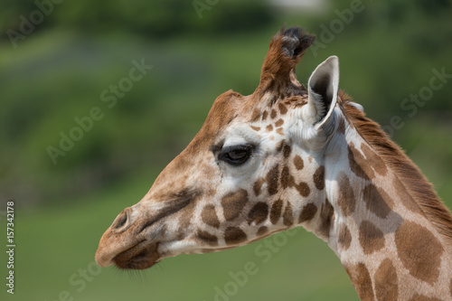 Close-up portrait of a giraffe head Giraffa Camelopardalis with green blurry background