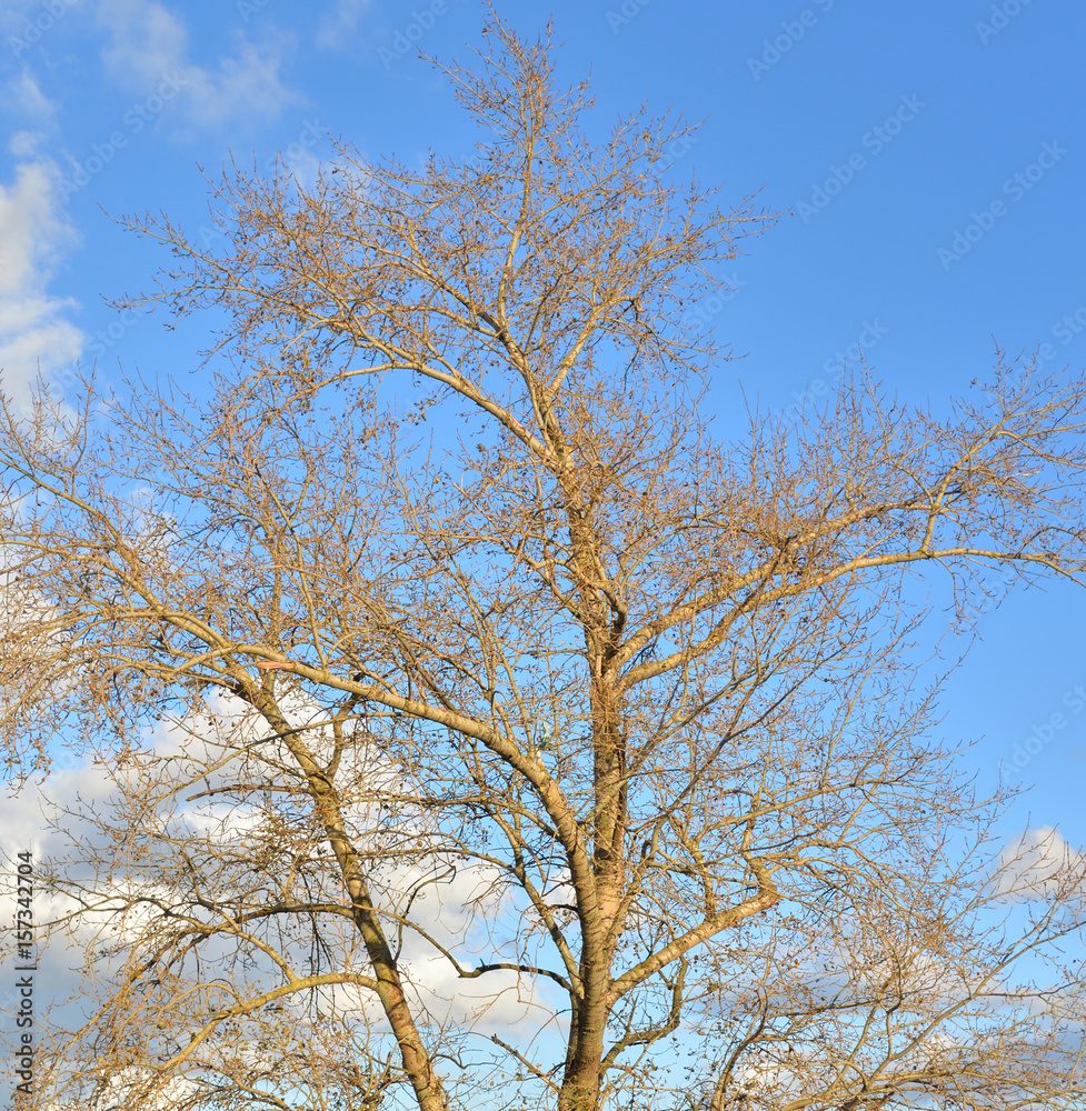 Poplar without leaves at autumn. Poplar without leaves at autumn.