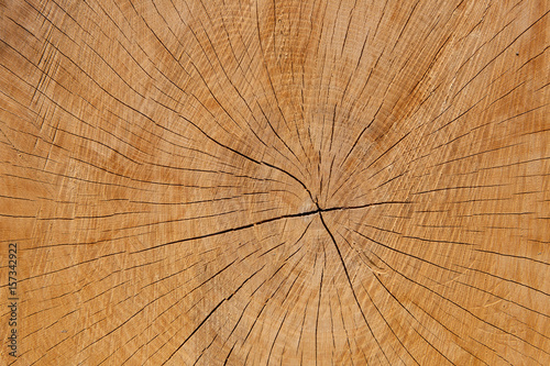 Cracked growth rings, cut wooden background