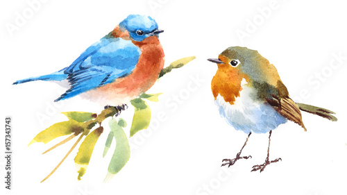 Bluebird and Sparrow Two Birds Watercolor Hand Painted Illustration Set isolated on white background © cmwatercolors