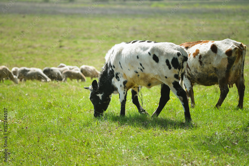 Landscape view group of cows eating the grass in the meadow Landscape view group of cows eating the grass in the meadow