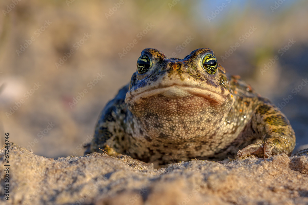 Fototapeta premium Natterjack toad frontal view