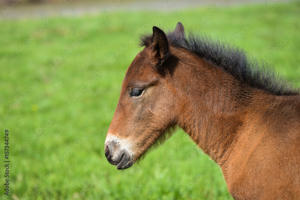 Adorable Cute little foal on green meadow, close-up shoot Adorable Cute little foal on green meadow, close-up shoot