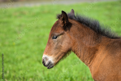 Adorable Cute little foal on green meadow, close-up shoot