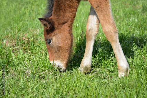 Adorable Cute little foal pasturing on green meadow, close-up shoot