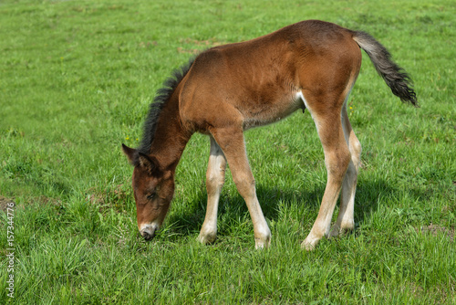 Adorable Cute little foal pasturing on green meadow, full length portrait
