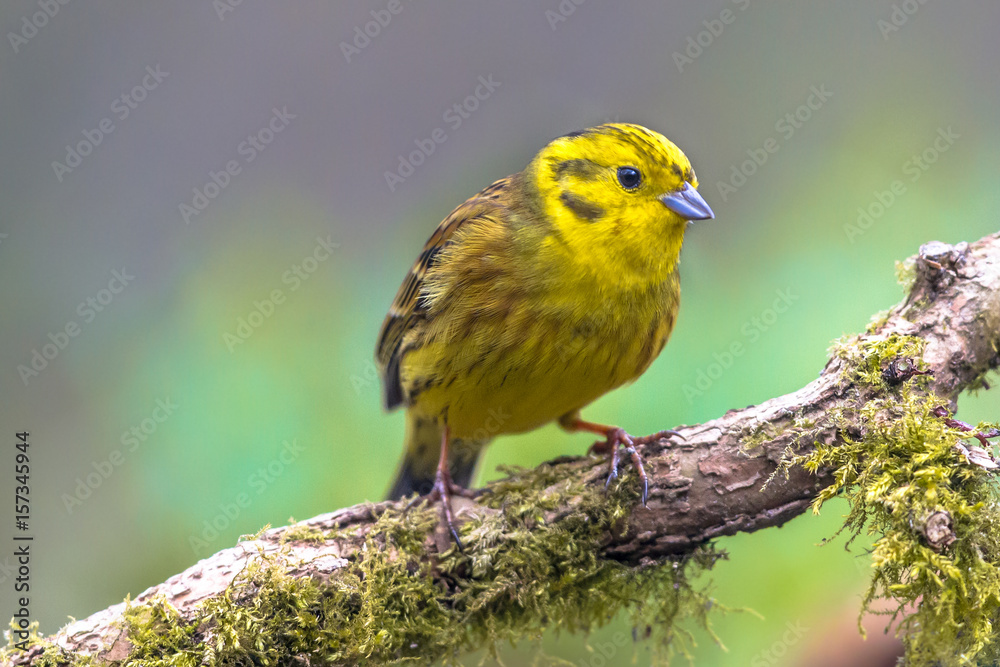 Yellowhammer on branch