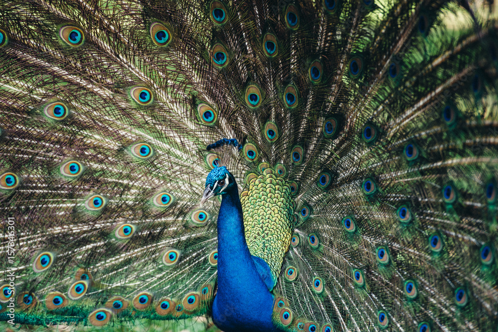 Obraz premium Close up of peacock showing its beautiful feathers. Beautiful peacock male displaying his tail.