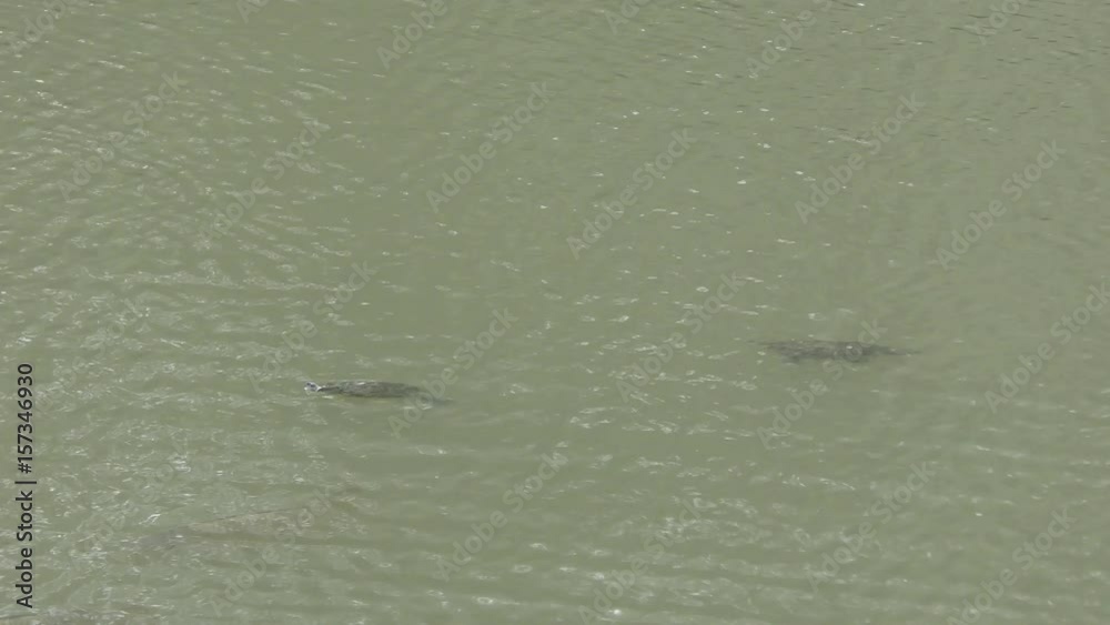 Turtles are swimming under the surface of the lake.