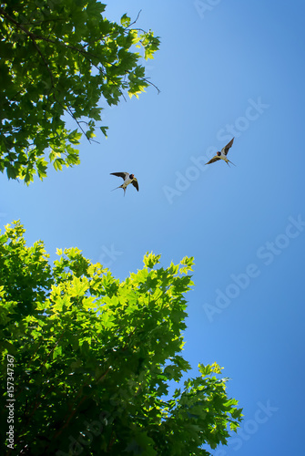 Barn swallow over blue sky background © mbolina