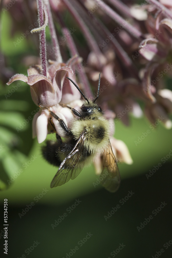 Busy bee foraging in pink flowers in the sunlight. Isolated on a green blurry background. Busy bee foraging in pink flowers in the sunlight. Isolated on a green blurry background.