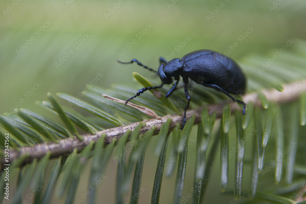 Fototapeta premium Dark blue insect on a fir branch. Isolated on a blurry background.