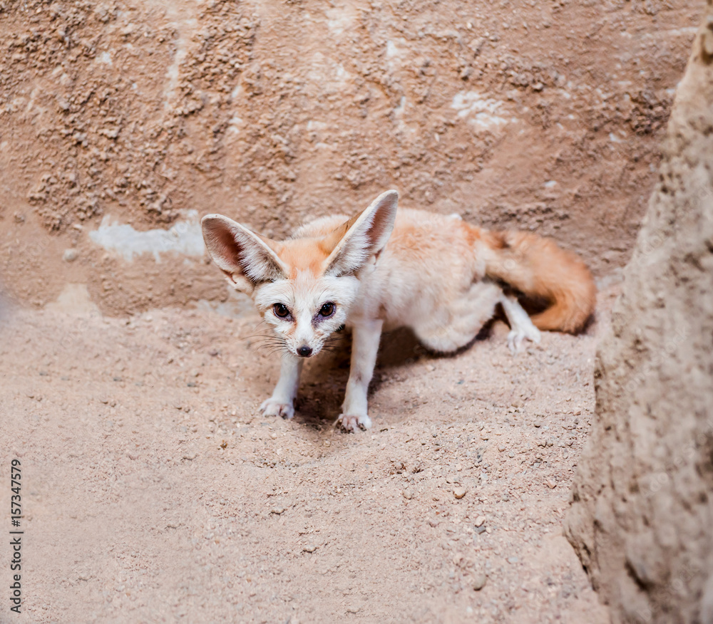 smallest Fennec fox in Sahara desert Stock Photo Adobe Stock