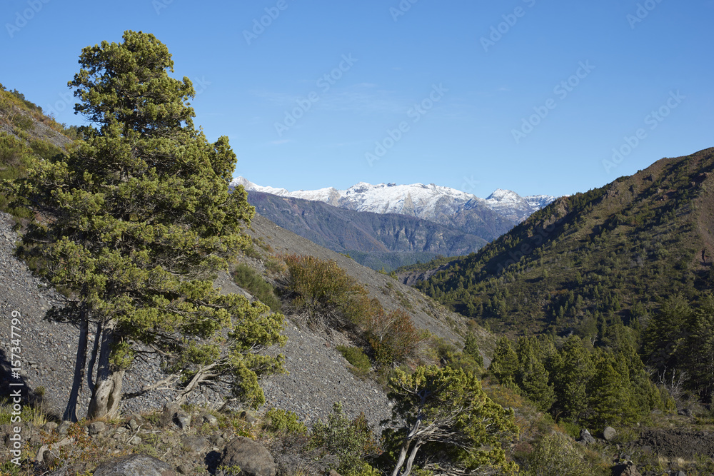 Forested valley of the River Laja as it flows through Laguna de Laja National Park in the Bio Bio region of Chile.