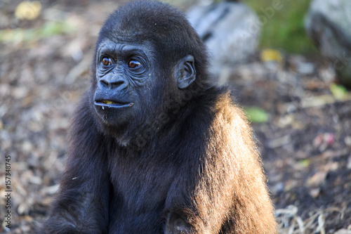 Baby gorilla in zoo © Orion Media Group