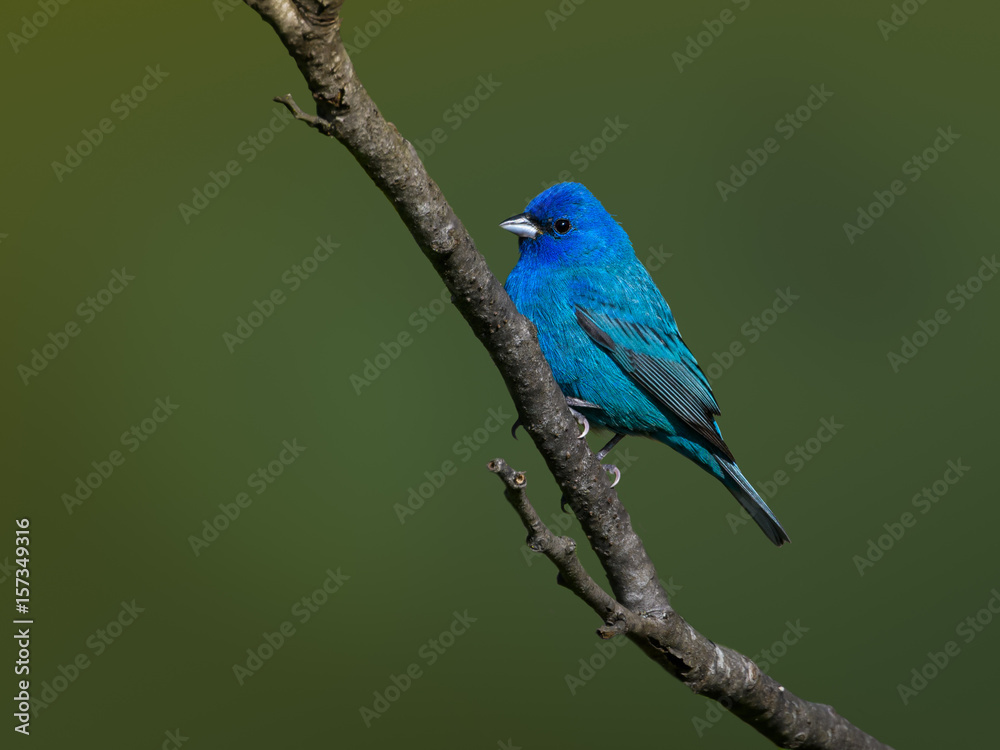 Indigo Bunting on Green Background