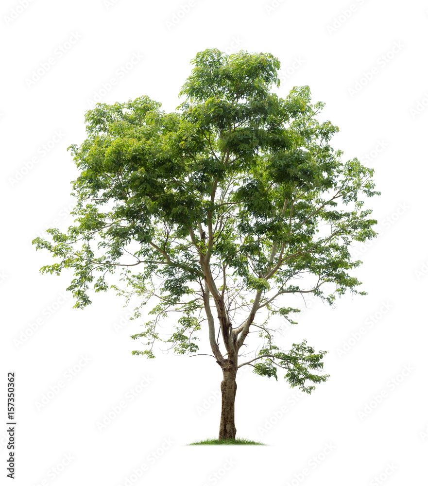 Fototapeta premium Isolated tree on white background