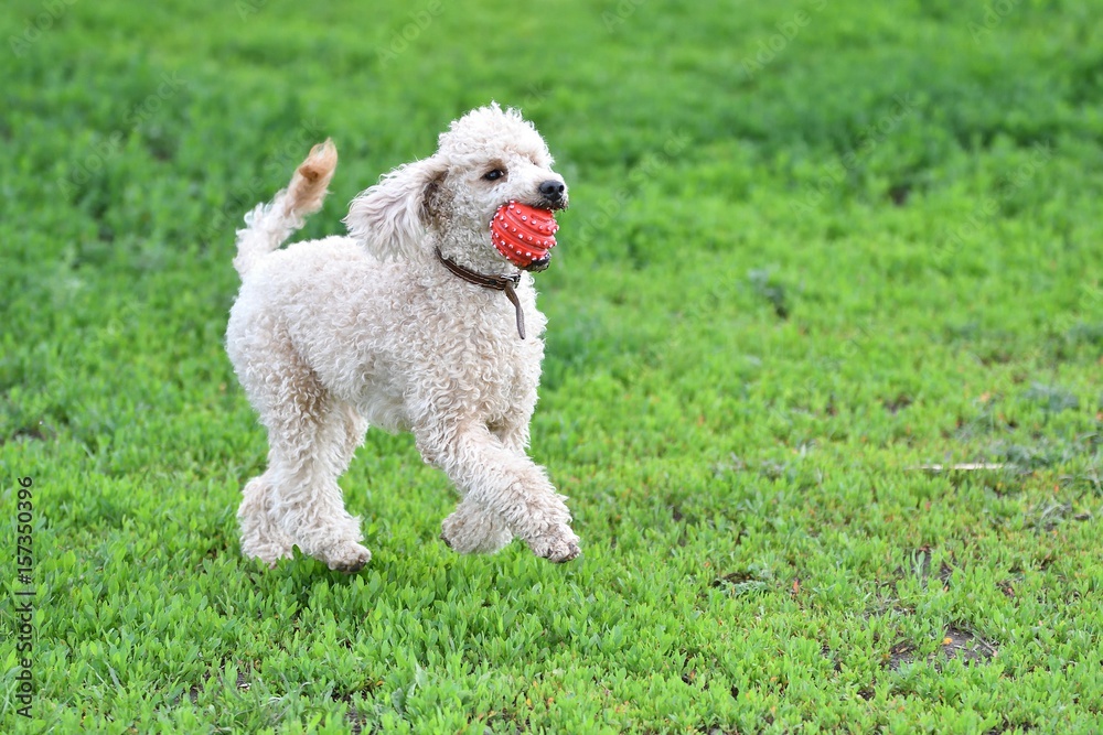 Poodle playing with ball